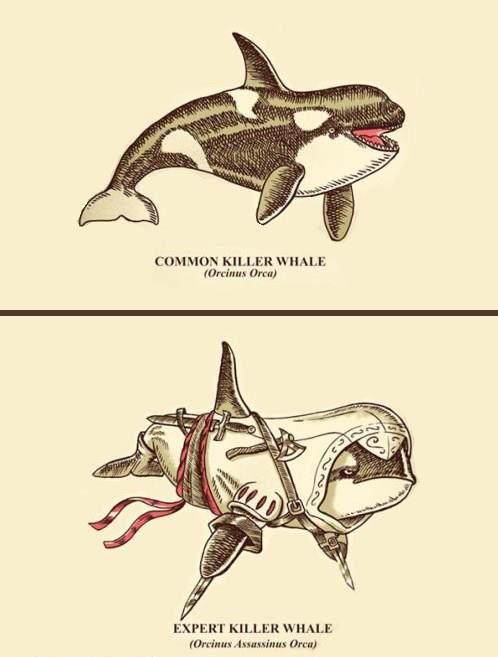 orca-asesina-assassin-creed