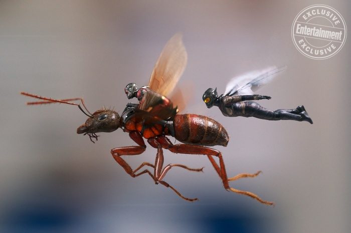 Ameisenmann und die Wespe