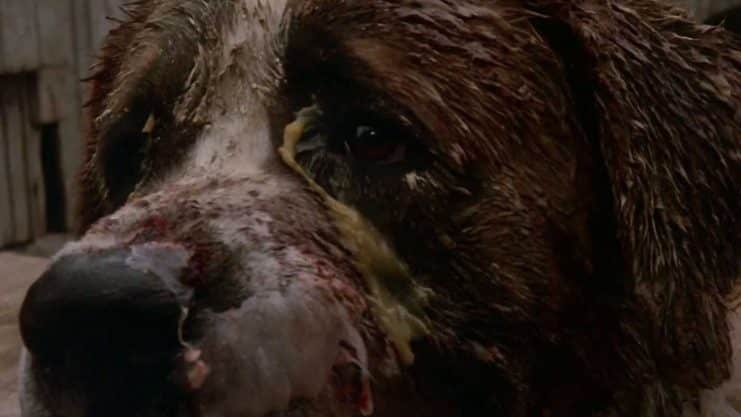 Cujo, Darren Aronofsky, Netflix, Noticias Cine, Stephen King